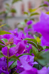 purple flowers in the garden