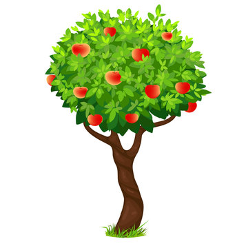 apple tree, vector tree with apples