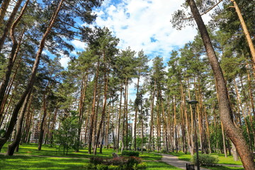 beautiful daytime summer forest landscape