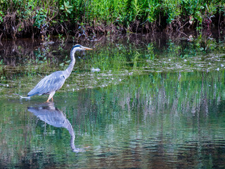 Grey Heron in water