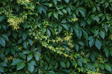 Ampelopsis Parthenocissus Planch. Vitis, quinquefolia creeper vine. Background of green leaves...