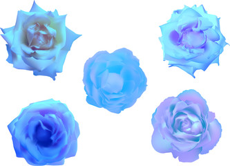 five bright blue rose blooms on white