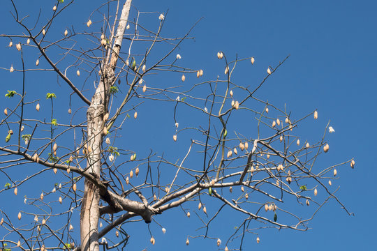 Ripe Fruits On The Kapok Tree