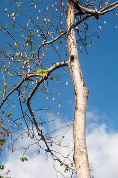 Ripe Fruits On The Kapok Tree