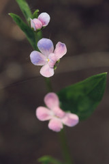 wild little pink and purple flower