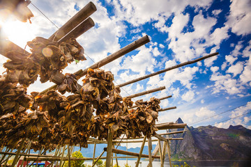 Cod stockfish drying on racks, Lofoten islands Norway
