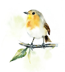 Robin. Watercolor hand drawn illustration.