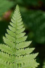 nature forest green fern leaves closeup
