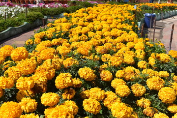 African Marigold flowers at flower show in Kodaikanal Tamil Nadu, India