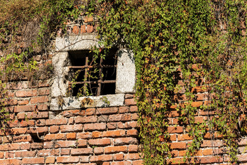 Fototapeta na wymiar Detail of a medieval brick wall partially covered by creeper plants and with a window with wrought iron bars, Italy, Europe