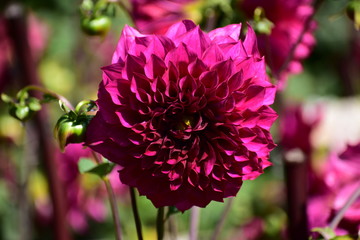 Gorgeous Dahlia Flower at flower show in Kodaikanal Tamil Nadu, India