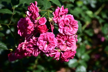 Colorful flowers at flower show in Kodaikanal Tamil Nadu, India