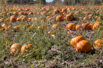 many pumpkins on field