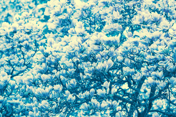 Turquoise-toned blossoming magnolia flowers. Springtime. Turquoise vintage nature flowers background