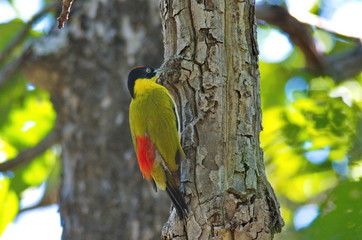 Black-headed Woodpecker