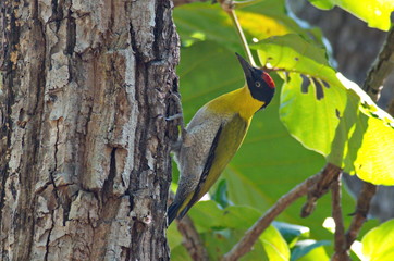 Black-headed Woodpecker