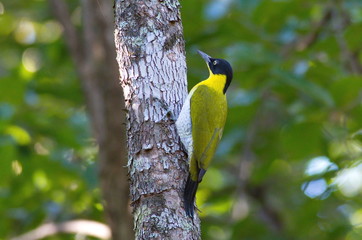 Black-headed Woodpecker