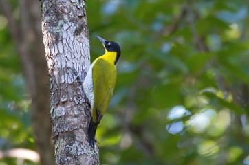 Black-headed Woodpecker