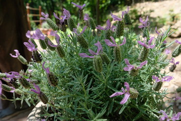 Close up on purple French lavender flower (Lavandula stoechas)