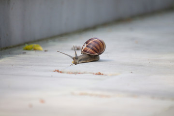 Big snail in shell crawling on road, summer day in garden