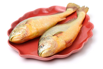 Yellow Croaker Fish On White background 