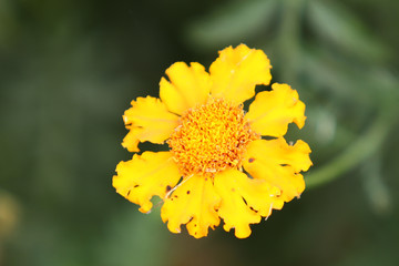 closeup of yellow flower