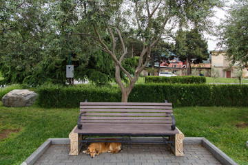 old homeless dog in the park.lonely dog waits for his master outdoor. cute brown dog.