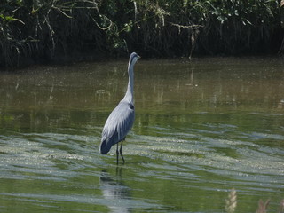 Ave en el rio, con sus largas patas, esperando que pase un pececillo para pescarlo y comerlo