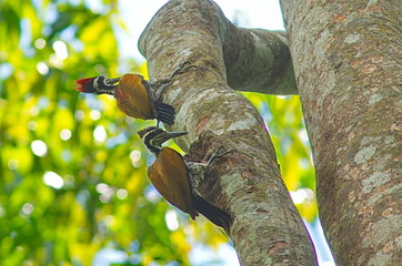 Greater Flameback Woodpecker