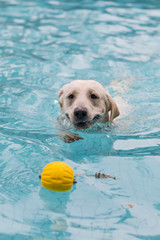 Labrador retriever playing in the pool