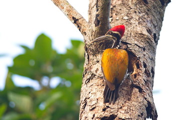 Greater Flameback Woodpecker