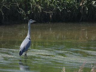 Ave en el rio, con sus largas patas, esperando que pase un pececillo para pescarlo y comerlo