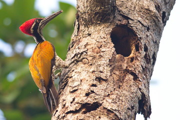 Greater Flameback Woodpecker