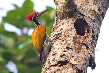 Greater Flameback Woodpecker