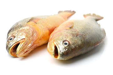 Yellow Croaker Fish On White background 