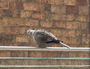 The model pigeon