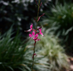 Purple petals