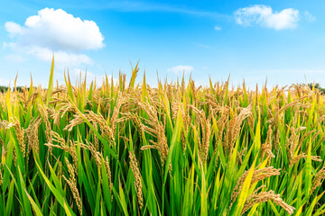 Ripe rice field and sky landscape on the farm
