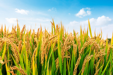Ripe rice field and sky landscape on the farm