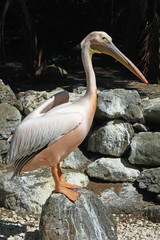 Rosapelikan
