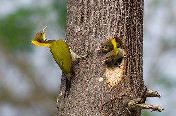 Greater-Yellownaped Woodpecker.