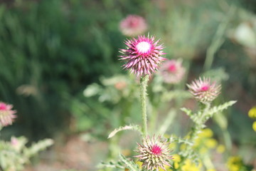 wild plant beautiful garden flowers/ summer flower background 