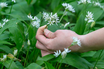 A female hand picking wild garlic flowers, in Sussex woodland