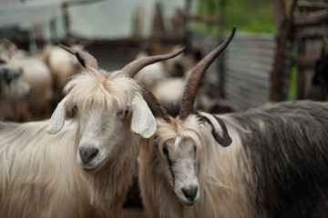 goat swarm