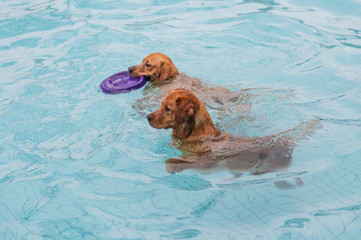 Two dogs playing in the pool