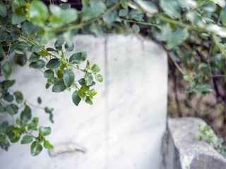 Tree branch on the background of Athens marble wall