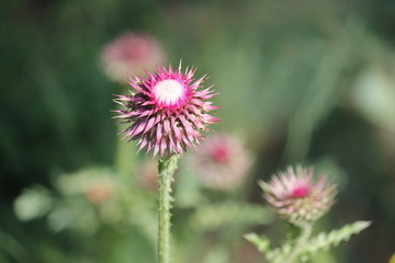 wild plant beautiful garden flowers/ summer flower background 