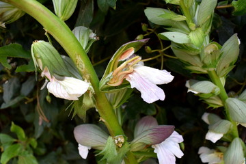 Obraz premium cactus flower