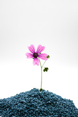 Fiore rosa.