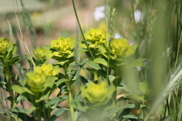 wild plant beautiful garden flowers/ summer flower background 